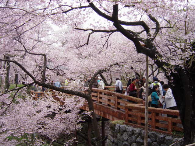 高遠の春(長野県伊那市高遠町)