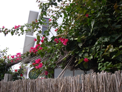 geruma3