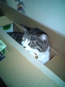 猫かぶり