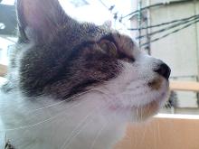 ほう