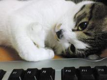 にゃ?