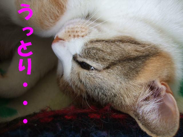 うっとり・・・