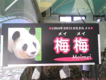 梅梅というらしい