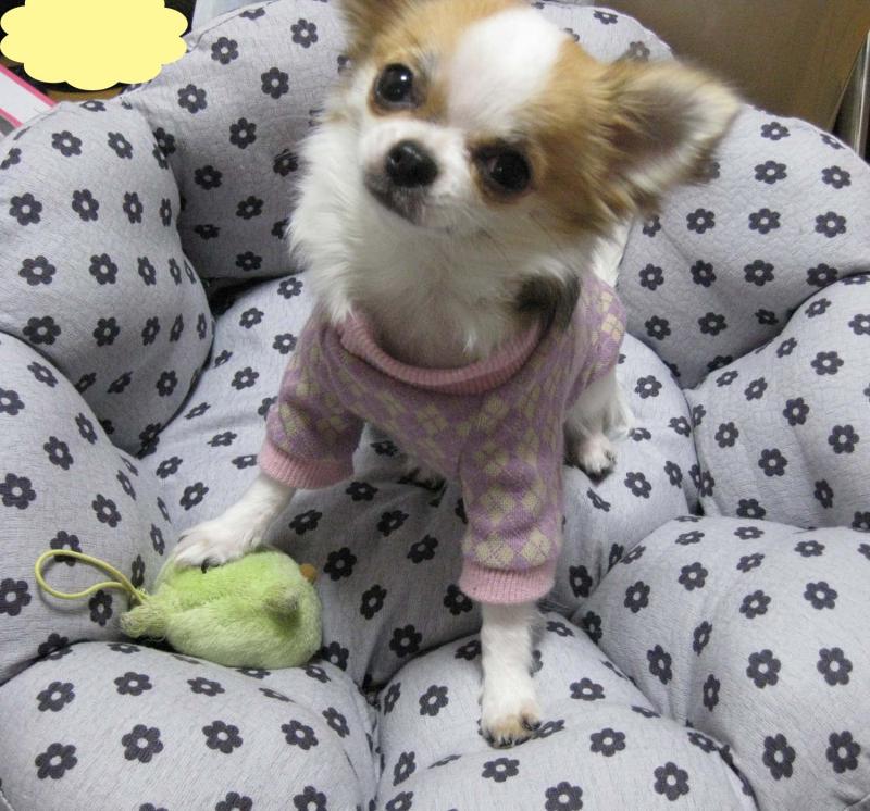 チワワ　ルイ型(・∀・。)タラちゃんもいるよ。