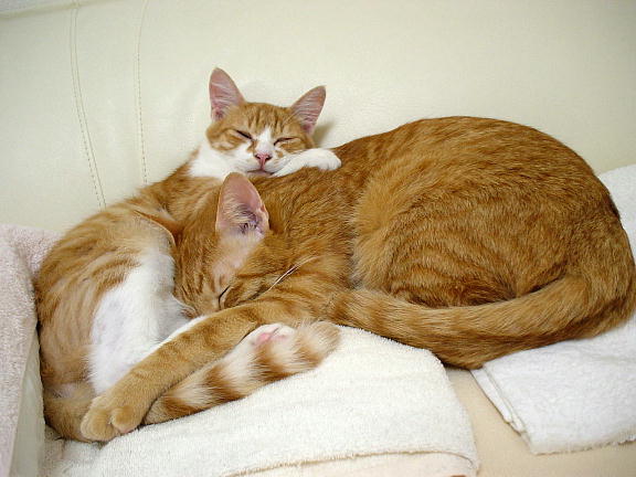 ふぅちゃん＆まめちゃん