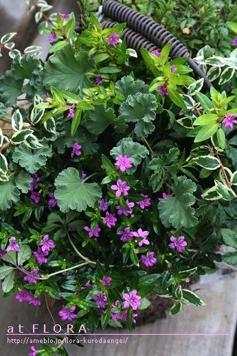 クフェア寄せ植え