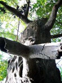 wood_fake