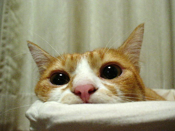 まめちゃん
