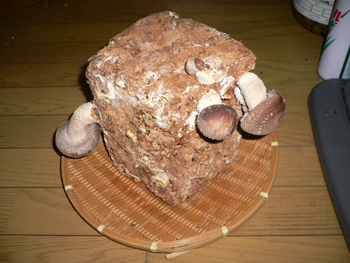 20061031_02