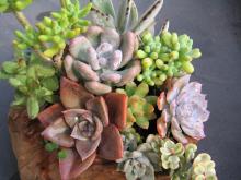 オザキの寄せ植え2