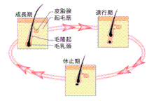 まうげ周期