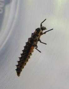 ウンモンテントウ幼虫２