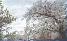 桜風景レベル補正済