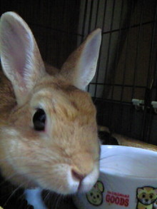 シャルルの猫日記-200812290552000.jpg