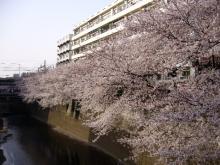 nakamesakura1.jpg