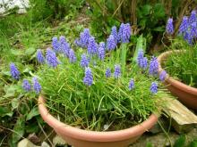 春－3