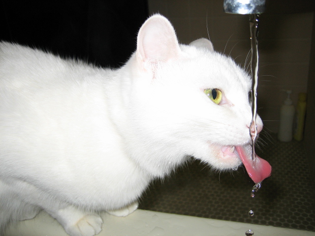 猫の好奇心