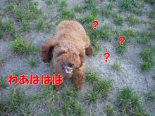 わあはは