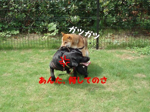 何してんのさ