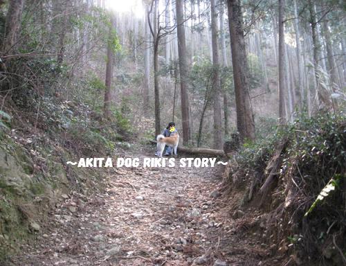 秋田犬　リキの物語
