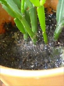 080416_1315~0001.jpg