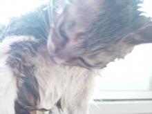 cat 2