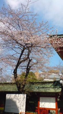 sakura