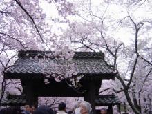 高遠の春(長野県伊那市高遠町)