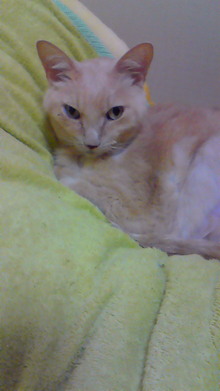 ８．９．１０…シビル&dodici&Treize-200901252355000.jpg