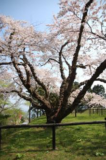 水元公園のさくら