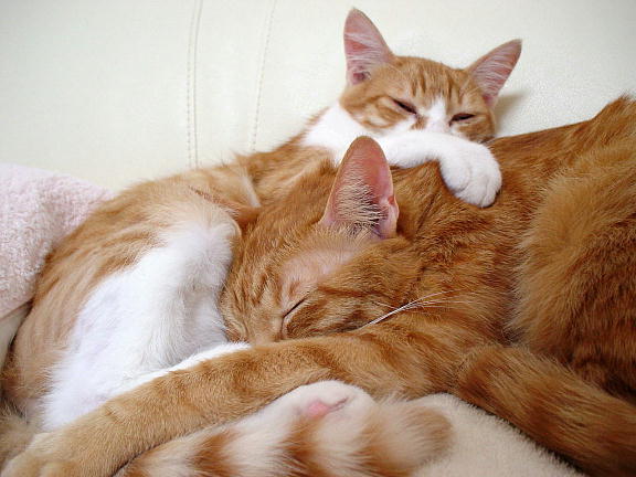ふぅちゃん＆まめちゃん