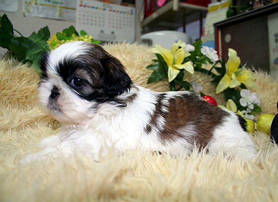 シーズー ブリーダー 子犬 H＆G 3/19生Aちゃん