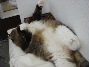 アイドルねこの昼寝