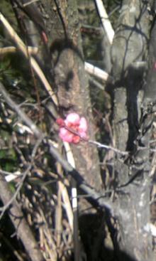 ume