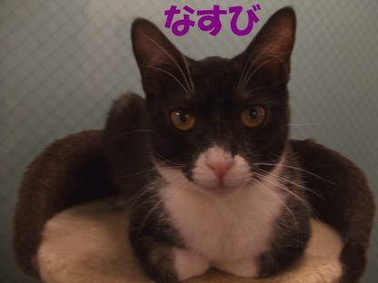 たとえばボクがキミを猫カフェ店員だと見下したとして、それが何か??