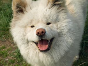 最高にブサかわいい秋田犬「わさお」がネットでブーム
