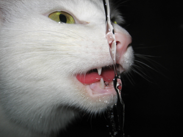 猫の好奇心