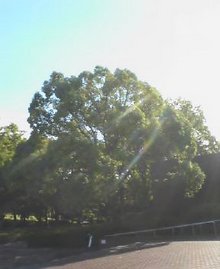NEC_0325.jpg