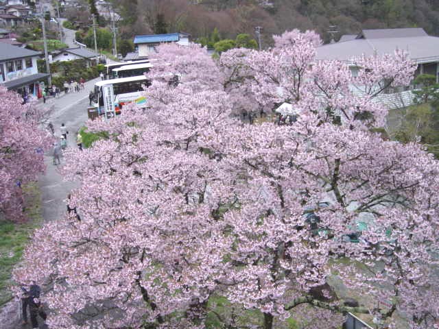 高遠の春(長野県伊那市高遠町)