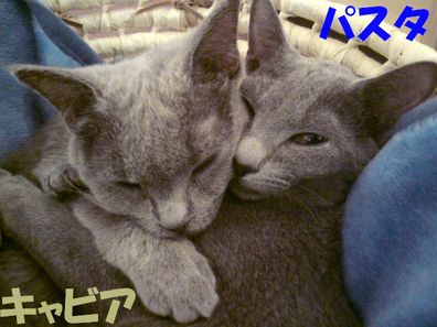 たとえばボクがキミを猫カフェ店員だと見下したとして、それが何か??