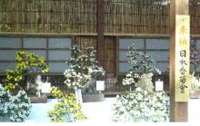 靖国　菊　2007.11.03