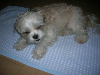 ふうちゃんの毎日 ☆マル&シーズーのMIX犬☆-おふろ3