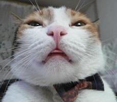おし乃はんの猫つれづれ