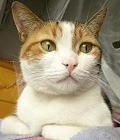 おし乃はんの猫つれづれ