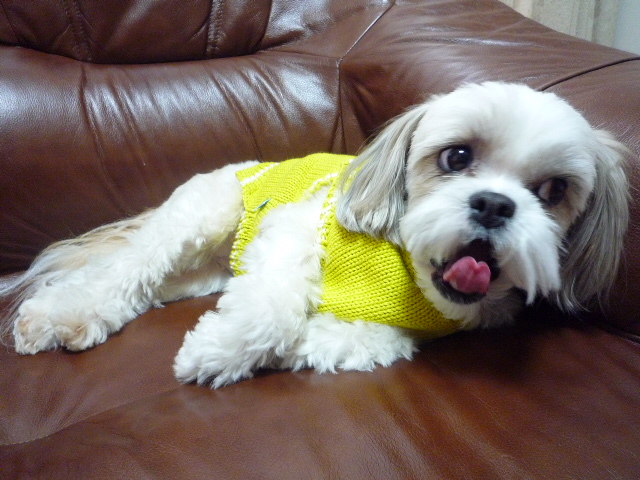 ふうちゃんの毎日　☆マル＆シーズーのMIX犬☆