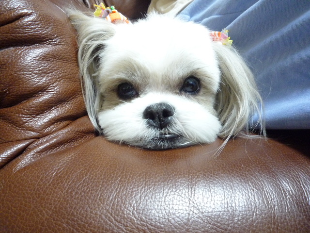 ふうちゃんの毎日　☆マル＆シーズーのMIX犬☆