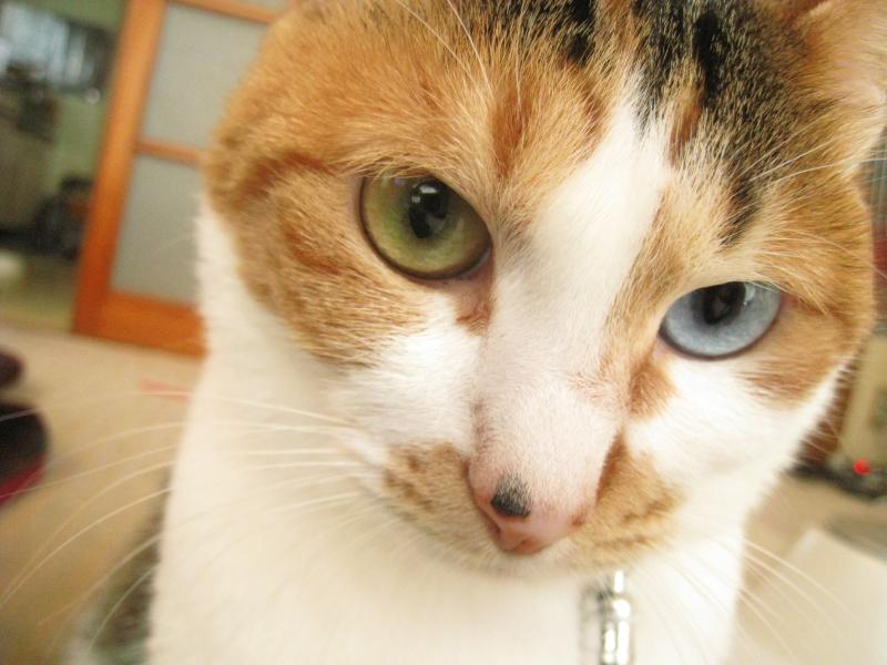 ネコとお散歩。(旧猫日和)