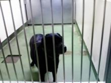 長崎保健所迷子犬リスト