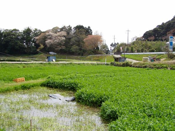 茨城県　行方市麻生商工会-横瀬さんのせり田