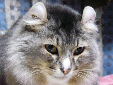 ニャンママのお部屋